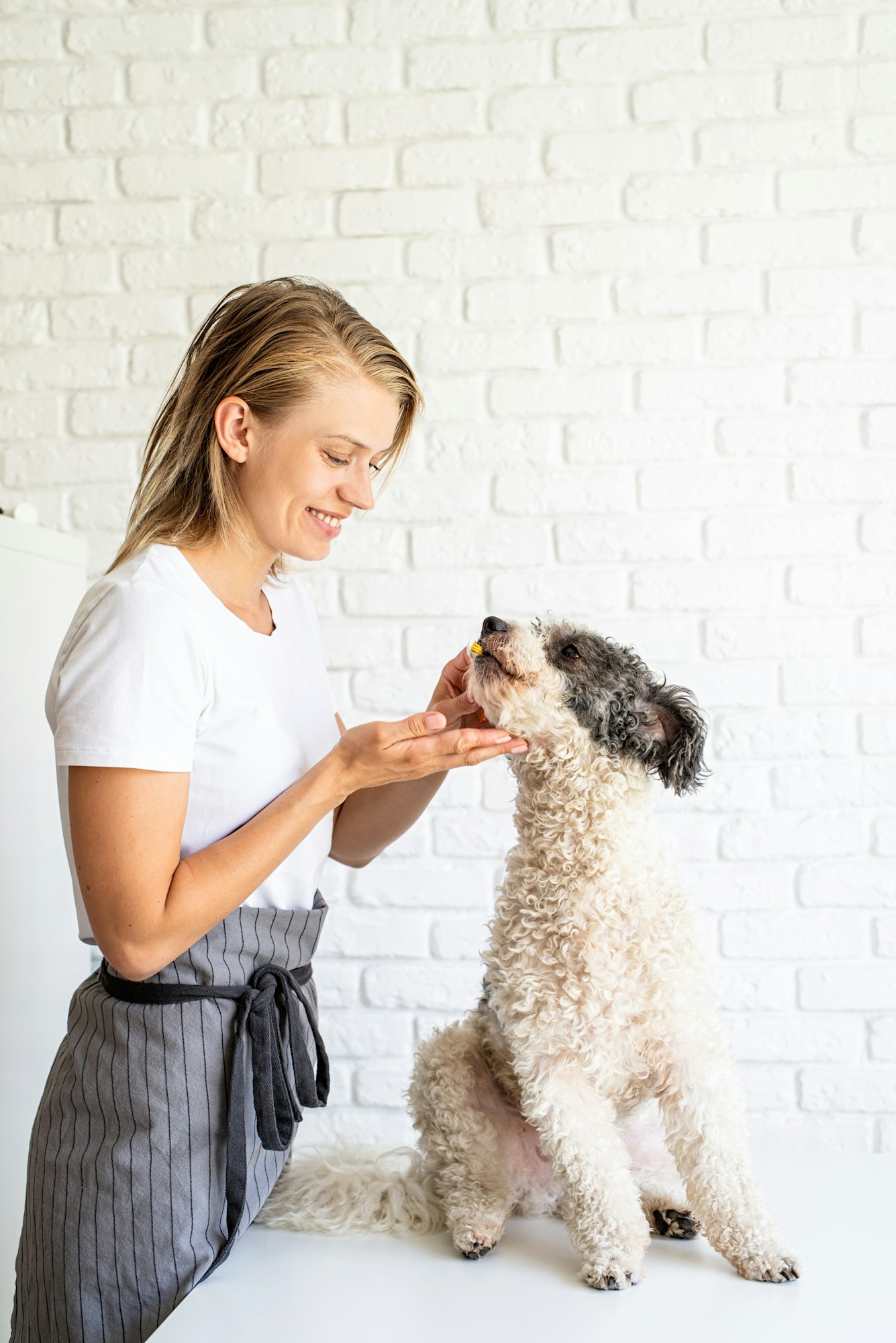 Pet care concept. Young woman brushing dog teeth